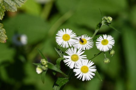 Téléchargez les photos : Abeille assis sur de belles fleurs blanches dans la nature, concept de flore - en image libre de droit