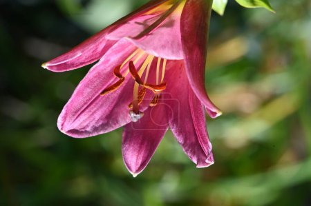 Foto de Hermosa flor rosa en el jardín - Imagen libre de derechos