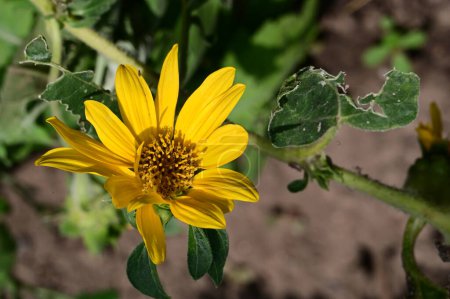 Téléchargez les photos : Belle fleur lumineuse dans le jardin, gros plan - en image libre de droit