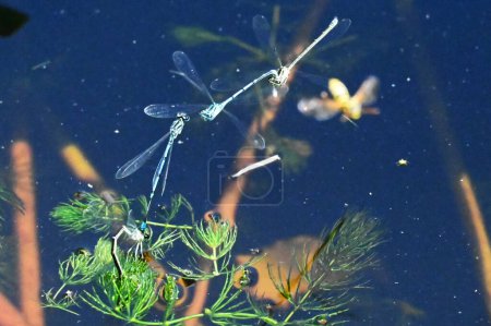 Foto de Primer plano de un libélulas en el estanque - Imagen libre de derechos