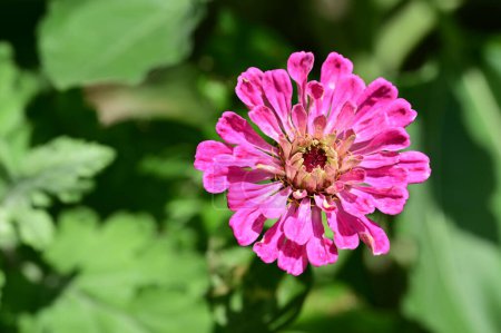 Foto de Hermosa flor creciendo en el jardín - Imagen libre de derechos