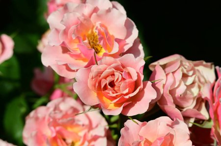 Photo for Beautiful bright roses   flowers in garden - Royalty Free Image