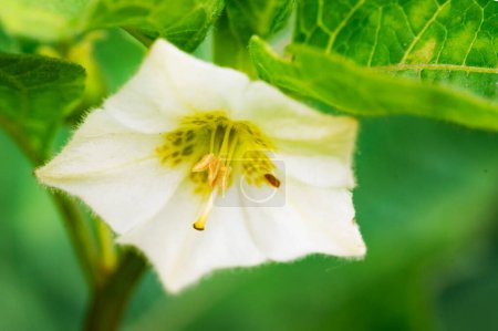 Téléchargez les photos : Belle fleur dans le jardin gros plan - en image libre de droit