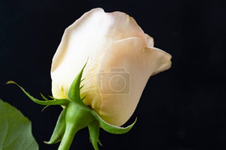 Téléchargez les photos : Belle fleur rose gros plan - en image libre de droit