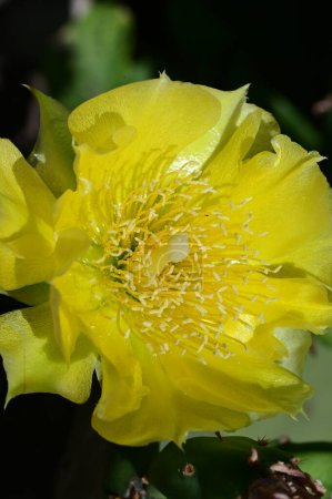 Photo for Beautiful cactus  flower   close up - Royalty Free Image