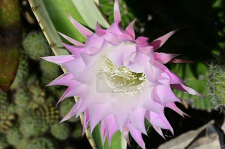 Téléchargez les photos : Belle fleur de cactus gros plan - en image libre de droit