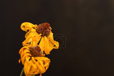 Foto de Flores amarillas sobre fondo negro - Imagen libre de derechos