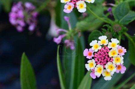 Foto de Hermosas flores brillantes en el jardín - Imagen libre de derechos