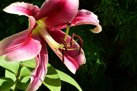 Photo for Beautiful lily flower in garden close up - Royalty Free Image