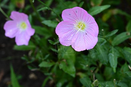 Téléchargez les photos : Belles fleurs lumineuses dans le jardin - en image libre de droit