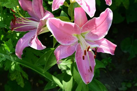 Téléchargez les photos : Belles fleurs de lis lumineux dans le jardin - en image libre de droit