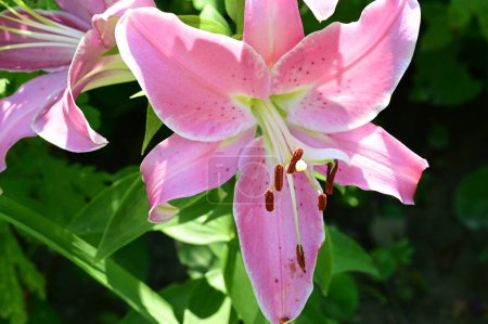 Photo for Beautiful bright lilies  flowers  in garden - Royalty Free Image