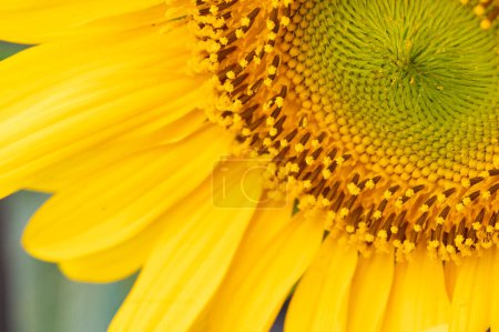 Photo for Beautiful  sunflower  close up - Royalty Free Image