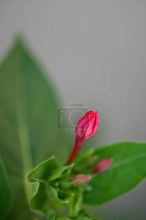 Photo for Beautiful bright flowers  in garden - Royalty Free Image