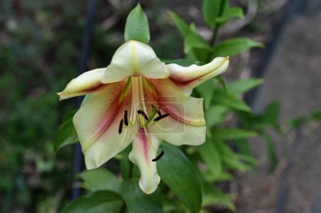 Téléchargez les photos : Belle fleur de lys lumineux poussant dans le jardin - en image libre de droit