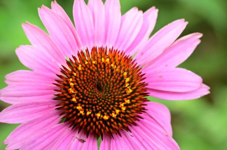 Téléchargez les photos : Belle fleur lumineuse dans le jardin - en image libre de droit