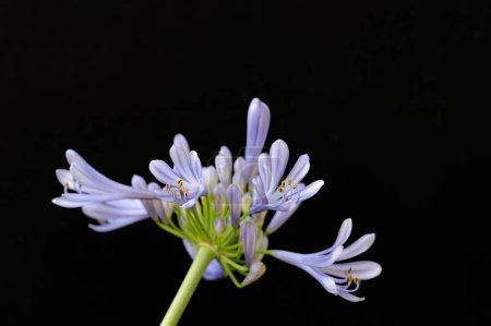 Téléchargez les photos : Belle fleur sur fond noir, gros plan - en image libre de droit
