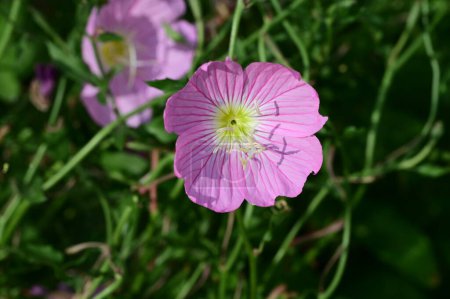Téléchargez les photos : Belles fleurs lumineuses poussant dans le jardin - en image libre de droit