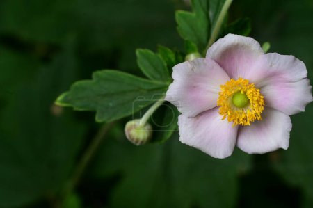 Téléchargez les photos : Belle fleur lumineuse poussant dans le jardin - en image libre de droit