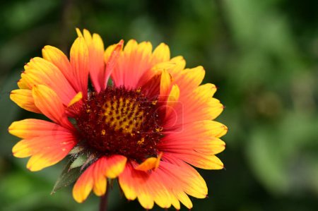 Foto de Hermosa flor brillante creciendo en el jardín - Imagen libre de derechos