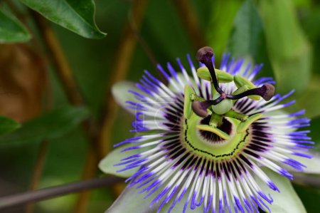 Téléchargez les photos : Belle fleur lumineuse poussant dans le jardin - en image libre de droit