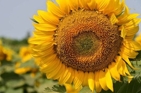 Photo for Beautiful bright   sunflower growing   in field - Royalty Free Image