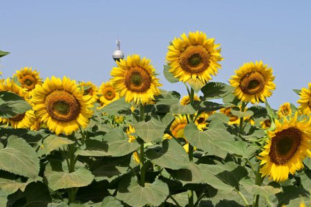 Photo for Beautiful bright   sunflowers growing   in field - Royalty Free Image