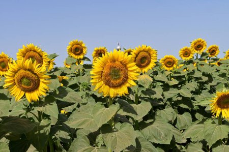 Photo for Beautiful bright   sunflowers growing   in field - Royalty Free Image