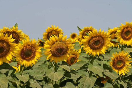 Photo for Close up view of beautiful blooming sunflowers - Royalty Free Image
