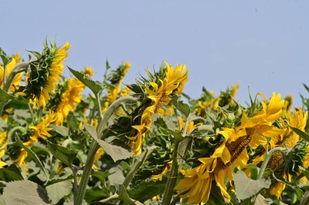 Foto de Vista de cerca de hermosos girasoles en flor - Imagen libre de derechos