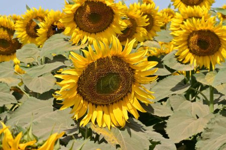 Téléchargez les photos : Vue rapprochée de magnifiques tournesols en fleurs - en image libre de droit
