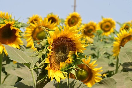 Téléchargez les photos : Vue rapprochée de magnifiques tournesols en fleurs - en image libre de droit