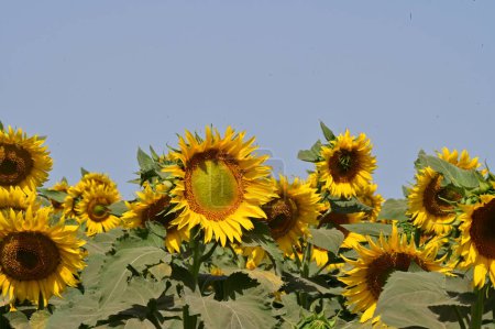 Photo for Close up view of beautiful blooming sunflowers - Royalty Free Image