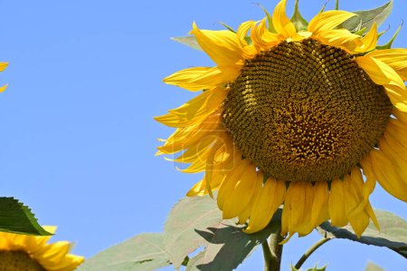 Photo for Close up view of beautiful blooming sunflowers on blue sky background - Royalty Free Image