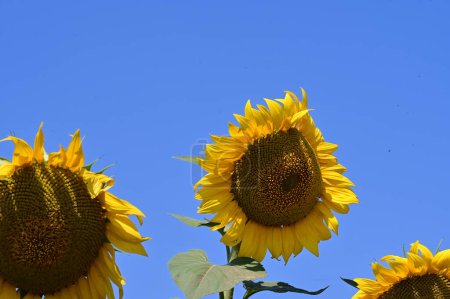 Téléchargez les photos : Vue rapprochée de magnifiques tournesols en fleurs sur fond de ciel bleu - en image libre de droit