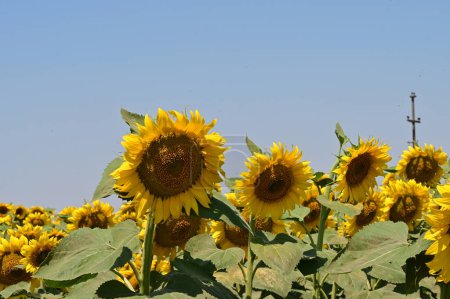 Photo for Close up view of beautiful blooming sunflowers on blue sky background - Royalty Free Image
