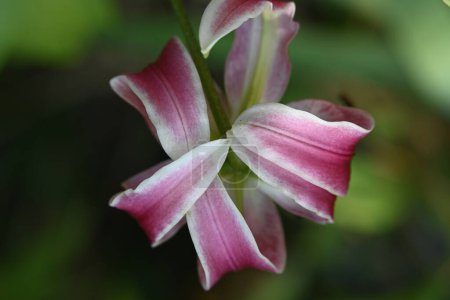 Foto de Hermosa flor de lirio, vista de cerca - Imagen libre de derechos