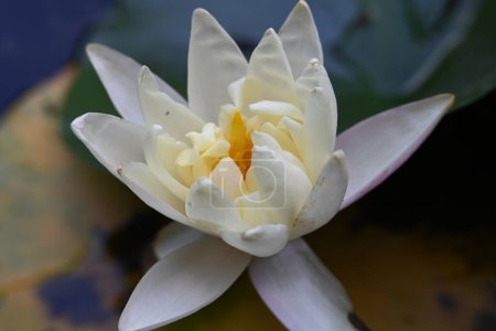 Photo for Lotus flower in the pond - Royalty Free Image