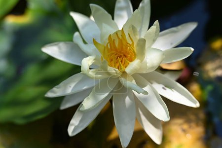 Téléchargez les photos : Fleur de lotus dans l'étang - en image libre de droit