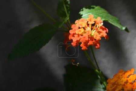 Téléchargez les photos : Belles fleurs dans le jardin - en image libre de droit