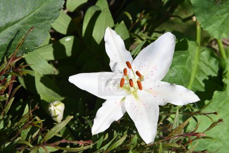 Photo for Beautiful white lily flower in the garden - Royalty Free Image