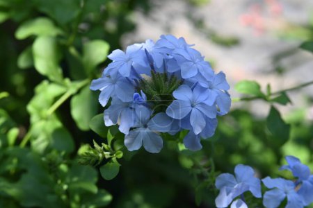 Téléchargez les photos : Belles fleurs bleues dans le jardin - en image libre de droit