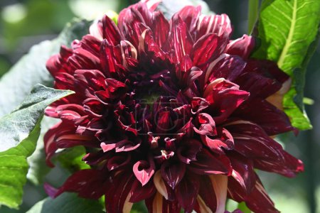 Téléchargez les photos : Belles fleurs rouges dans le jardin - en image libre de droit