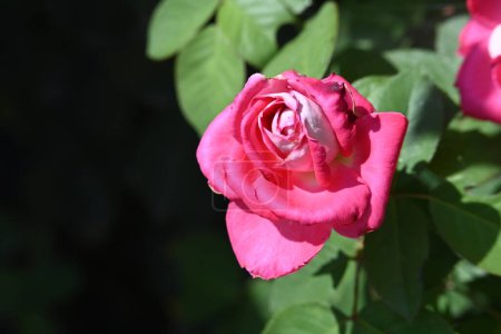 Téléchargez les photos : Belle rose rose dans le jardin. - en image libre de droit