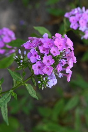 Téléchargez les photos : Close up view of beautiful pink flowers in the garden - en image libre de droit