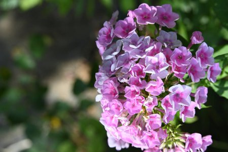 Foto de Close up view of beautiful pink flowers in the garden - Imagen libre de derechos