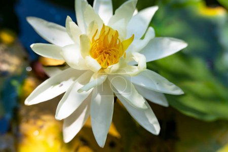 Téléchargez les photos : Beau lotus blanc dans l'étang - en image libre de droit