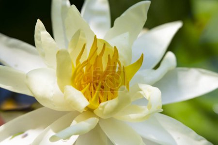 Téléchargez les photos : Beau lotus blanc dans l'étang - en image libre de droit