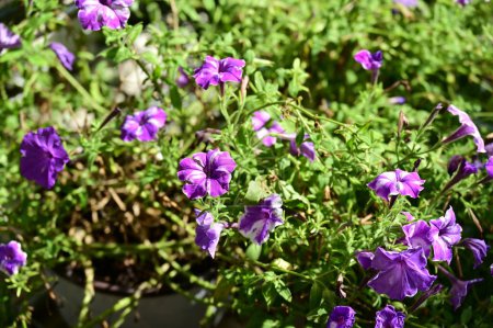 Foto de Increíbles flores violetas creciendo en el jardín - Imagen libre de derechos