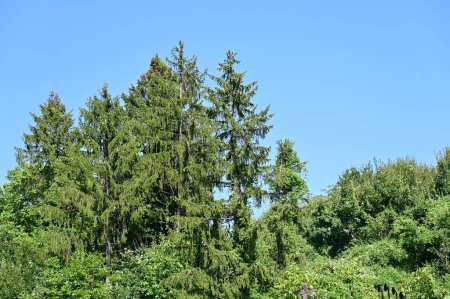 Téléchargez les photos : Arbres verts sur fond bleu ciel - en image libre de droit